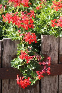 Close-up of red flowering plant by wooden fence