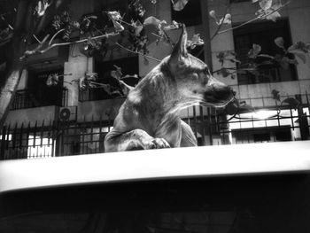 Close-up of dog
