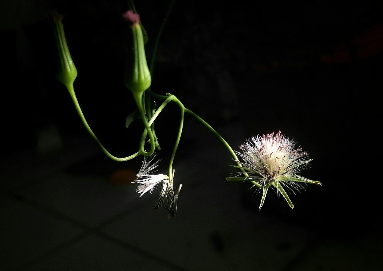 night, close-up, black background, illuminated, plant, stem, studio shot, flower, growth, fragility, no people, nature, dark, focus on foreground, decoration, selective focus, green color, lighting equipment, leaf, glowing