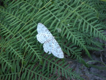 Close-up of leaf on grass