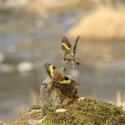 Two goldfinches of prey fight each other.