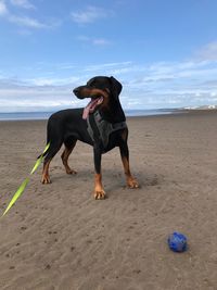 Dog standing on beach