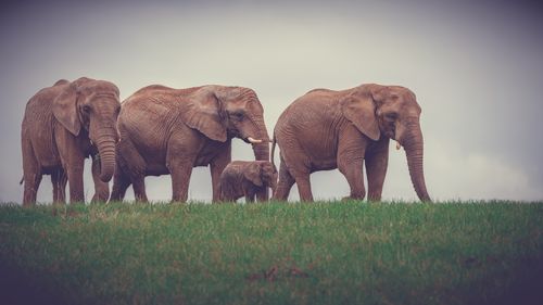 Elephant drinking water