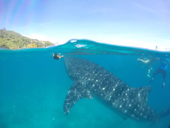 Fish swimming in sea, whale shark, oslob, phillipines 