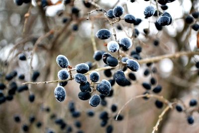 Frosted jambul or black plum tree 