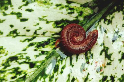 Close-up of snail on mushroom