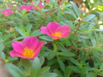 Close-up of pink flowers blooming outdoors