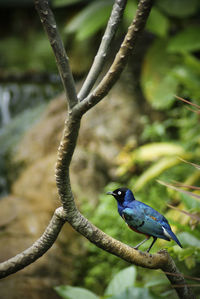 High angle view of superb starling perching on tree stem