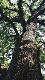 Low angle view of dead tree in forest