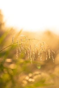 Close-up of plant growing on field