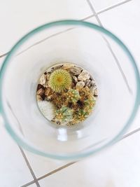 High angle view of plants in glass on table