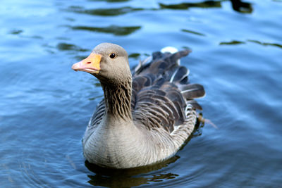 Close-up of greylag goose swimming in lake