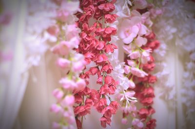 Close-up of pink flowers on tree