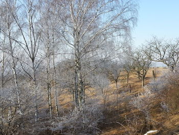 Bare trees on snow covered landscape