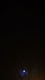 Low angle view of trees at night