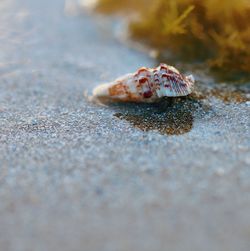 Close-up of seashell on sand