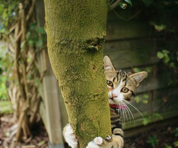 Portrait of cat on tree trunk