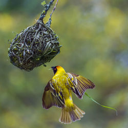 Close-up of a bird flying