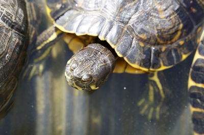 Close-up of turtle