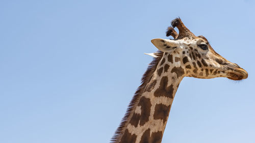 Low angle view of giraffe against clear sky