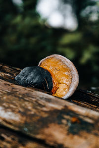 Close-up of snail on tree