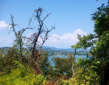 Scenic view of sea and trees against sky