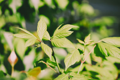 Close-up of leaves on plant