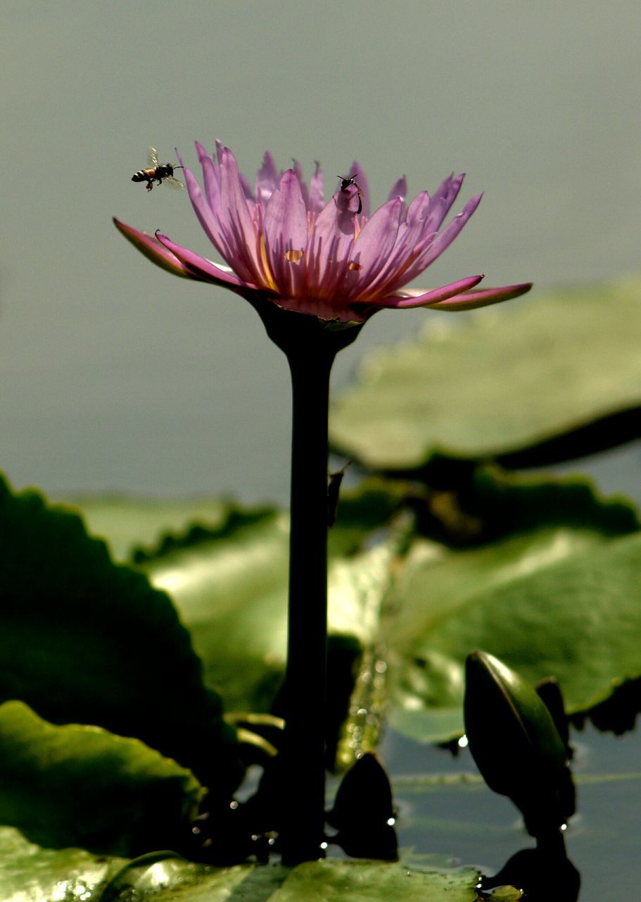 flowering plant, flower, plant, beauty in nature, vulnerability, freshness, fragility, growth, petal, flower head, inflorescence, close-up, nature, water, no people, plant stem, focus on foreground, day, purple, outdoors, springtime, lotus water lily, sepal