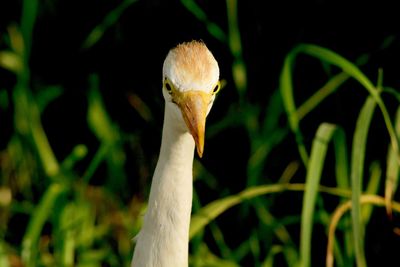 Close-up of cattle egret