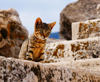 Street cat sitting on stone stairs