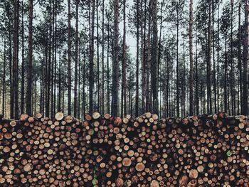 Stack of logs against trees in forest