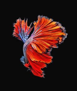 Close-up of orange flower over black background