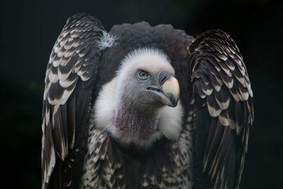 Close-up of eagle