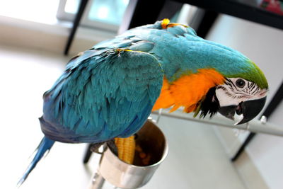 Close-up of blue parrot perching