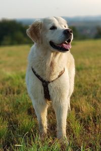 Dog looking away on field