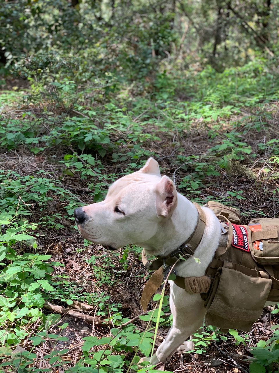 DOG IN A FOREST