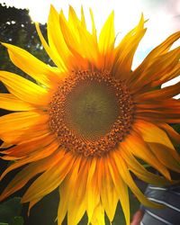 Close-up of sunflower blooming outdoors