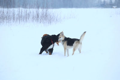 View of dogs on snow covered field