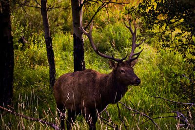 Lion in forest