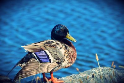 Close-up of a bird