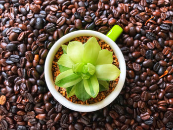 High angle view of coffee beans