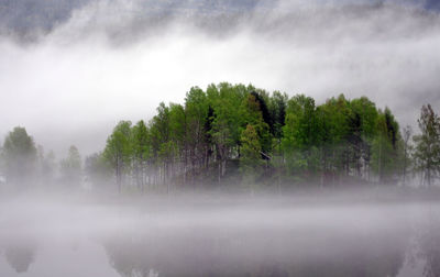 Trees in forest against sky