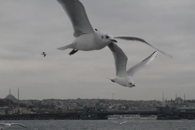 Seagull flying over city against sky