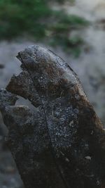 Close-up of lizard on water