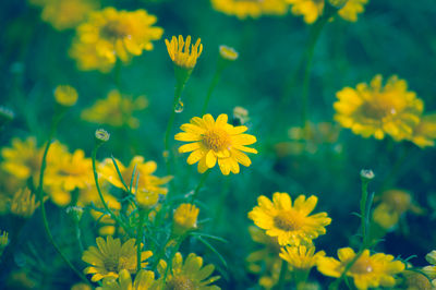 Close-up of yellow flowering plant on field