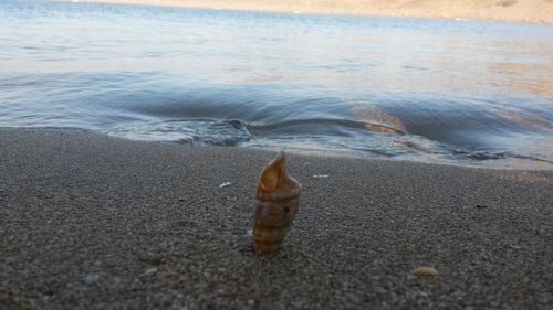 Close-up of crab on beach