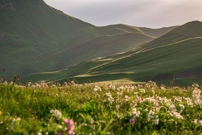 Alpine meadows in mountainous chechnya in the caucasus