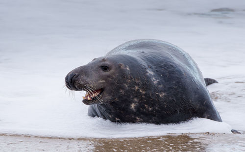 Close-up of seal on beach during winter