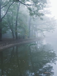 Reflection of trees on water in forest