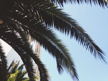 Low angle view of palm tree against sky